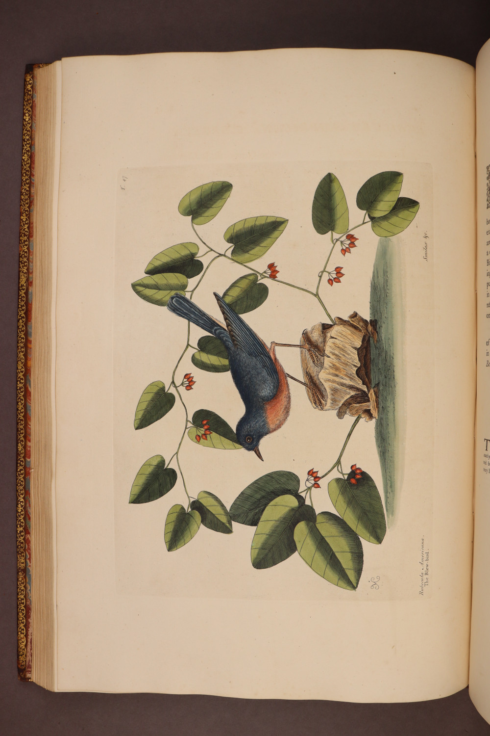 Plate 47